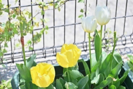 預かり保育